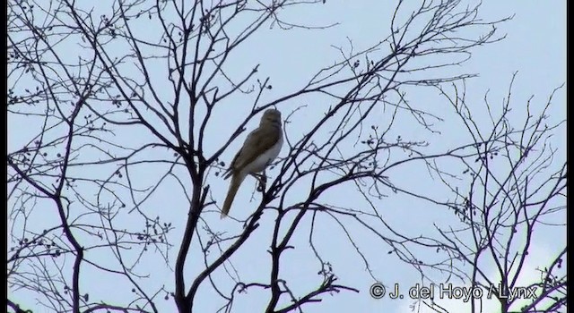 Gelbstirn-Schwatzvogel - ML201369501