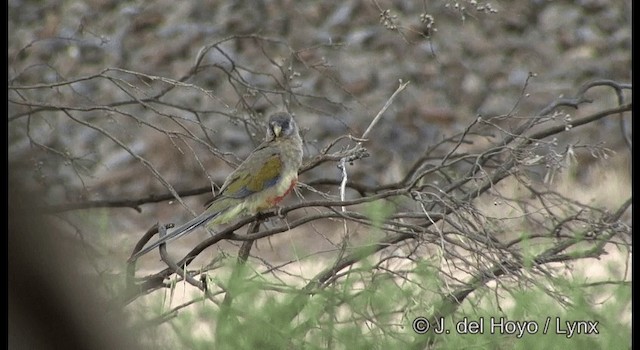 Perico Cariazul (haematogaster/pallescens) - ML201369531