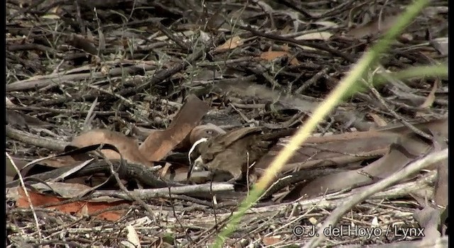 White-browed Babbler - ML201369541