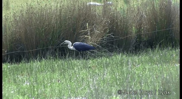 Pacific Heron - ML201369551