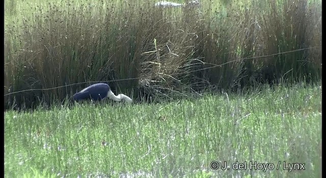 Garza Cuelliblanca - ML201369561