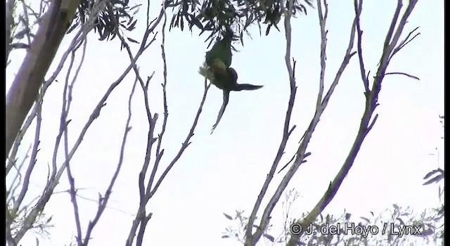 Musk Lorikeet - ML201369571