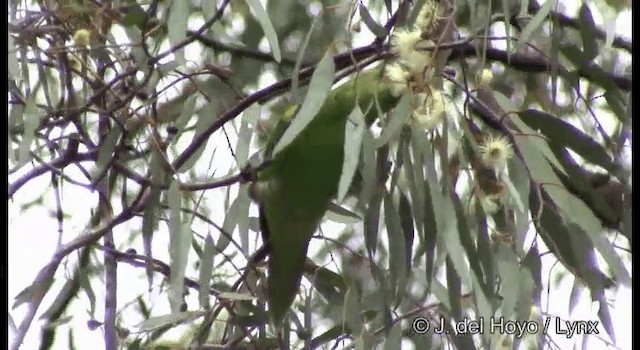 Musk Lorikeet - ML201369581