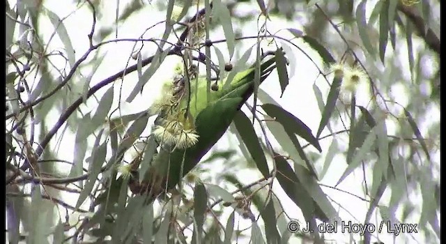 Musk Lorikeet - ML201369591