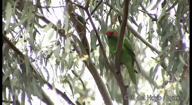 Musk Lorikeet - ML201369601