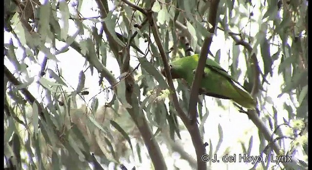 Musk Lorikeet - ML201369611