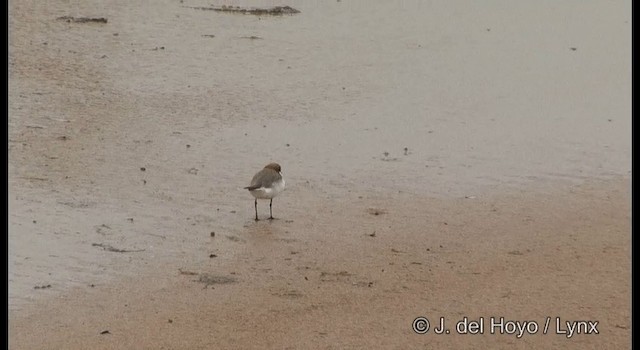 rødhettelo - ML201369701