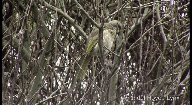 Singing Honeyeater - ML201369811