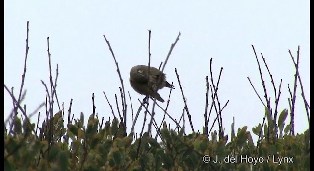 Singing Honeyeater - ML201369821