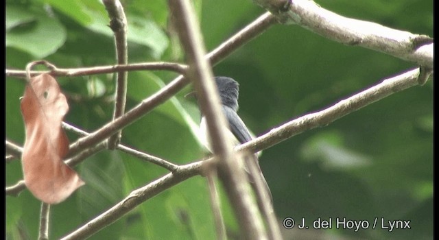 Ochre-headed Flycatcher - ML201369911