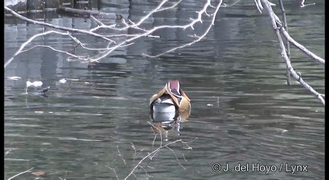 Mandarin Duck - ML201369961