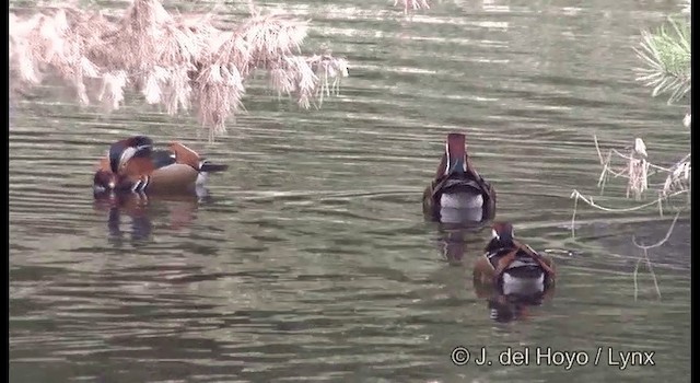 Mandarin Duck - ML201369981