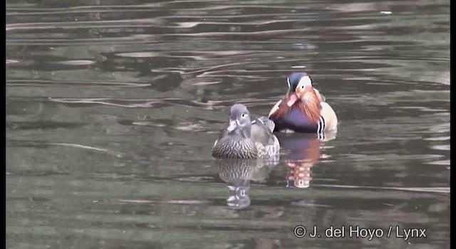 Mandarin Duck - ML201369991