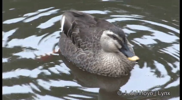 Eastern Spot-billed Duck - ML201370031