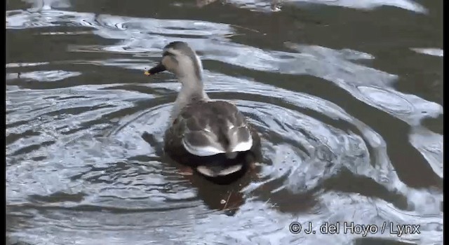 Eastern Spot-billed Duck - ML201370041