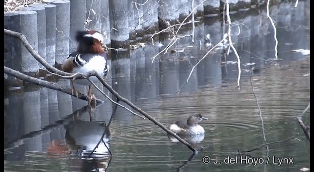 Little Grebe (Little) - ML201370061