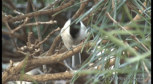 Willow Tit (Willow) - ML201370351