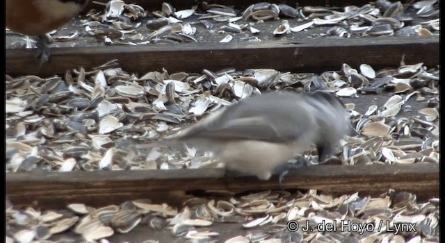 Willow Tit (Willow) - ML201370361