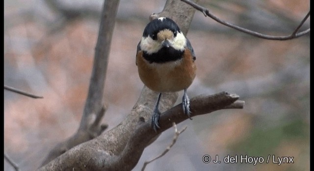 Varied Tit - ML201370391