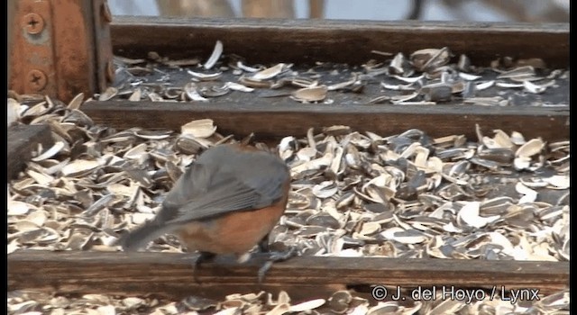 Varied Tit - ML201370401