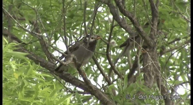 White-cheeked Starling - ML201370461