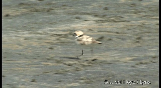 arkipello - ML201370571