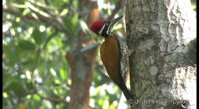 Greater Flameback - ML201370581