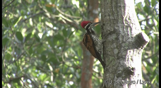 Greater Flameback - ML201370591