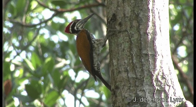 Greater Flameback - ML201370611