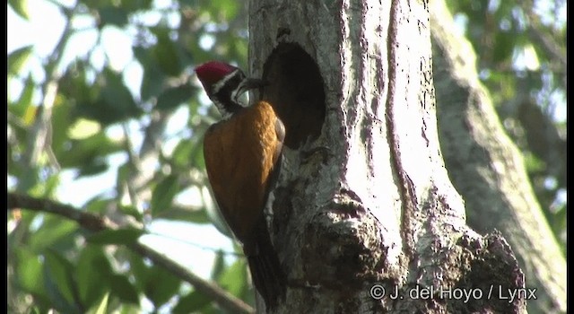 Greater Flameback - ML201370621