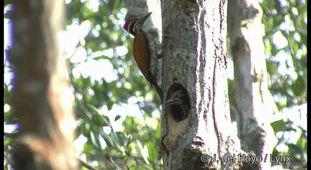 Greater Flameback - ML201370631