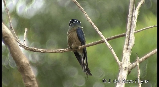 コシラヒゲカンムリアマツバメ - ML201370791