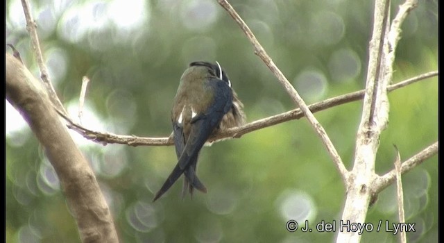 Whiskered Treeswift - ML201370801