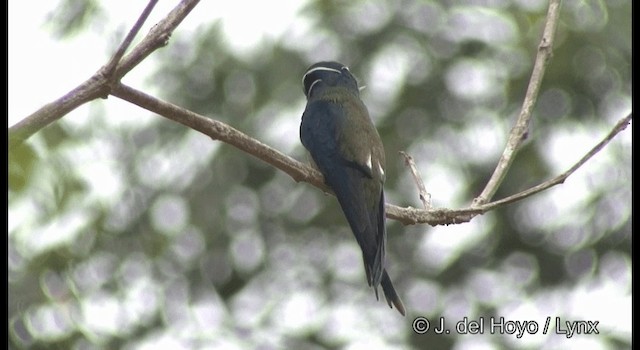 Whiskered Treeswift - ML201370811