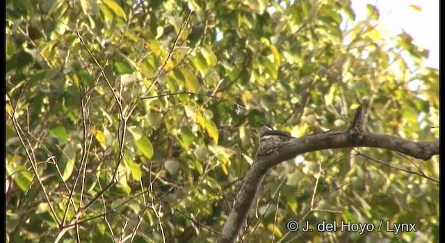 Black-winged Flycatcher-shrike - ML201370831