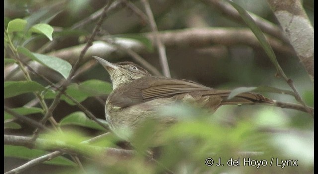 Bulbul d'Oberholser - ML201370841