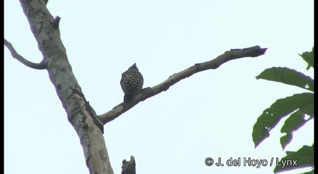 Buff-rumped Woodpecker - ML201370911