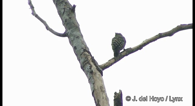 Buff-rumped Woodpecker - ML201370921