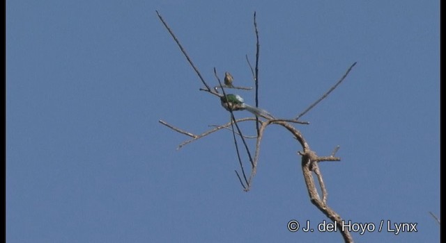 Abejaruco Gorjiazul - ML201370931