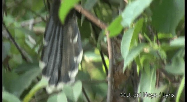 Raffleskuckuck - ML201370941