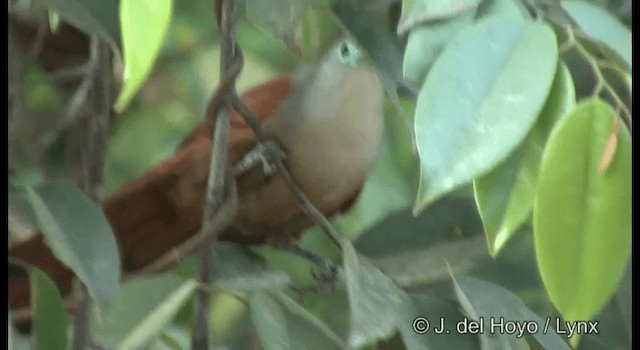 Raffleskuckuck - ML201370951