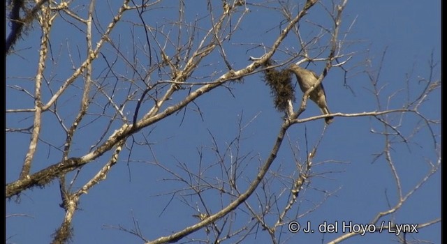 Bulbul aux yeux rouges - ML201370961