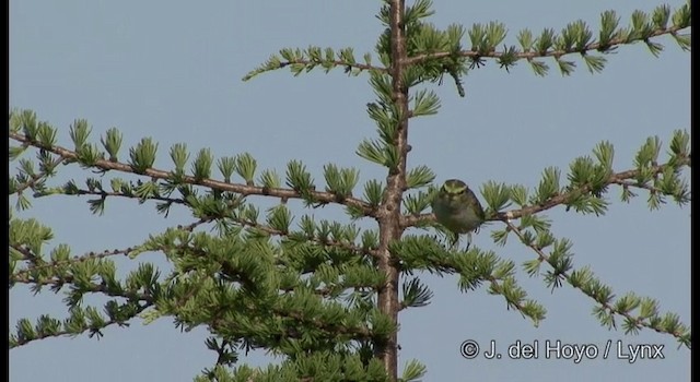 Pallas's Leaf Warbler - ML201370991