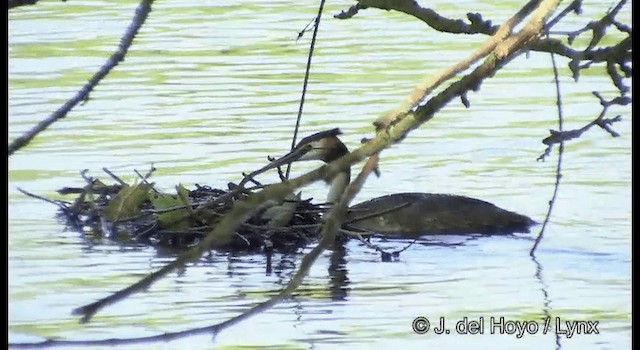 カンムリカイツブリ - ML201371001