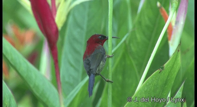 Crimson Sunbird (Crimson) - ML201371071