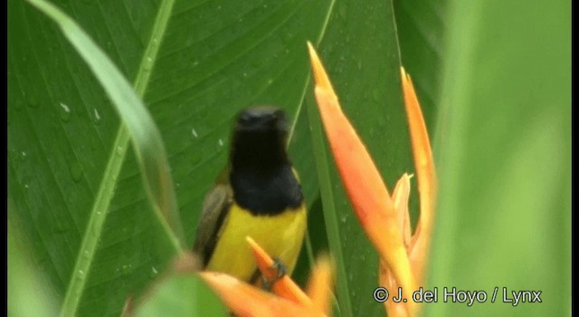 Ornate Sunbird - ML201371091