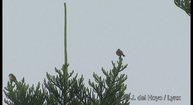 Yellow-vented Bulbul - ML201371151