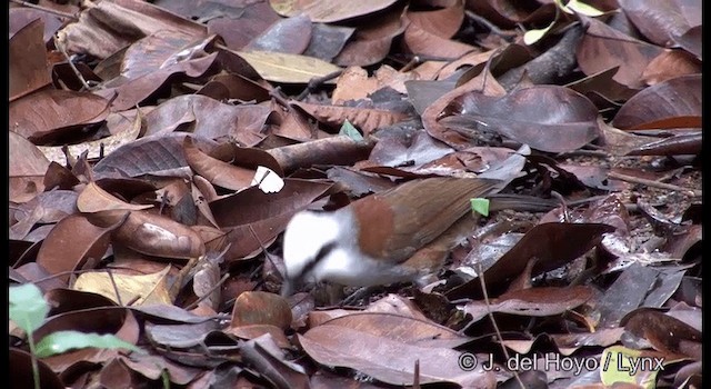 White-crested Laughingthrush - ML201371191