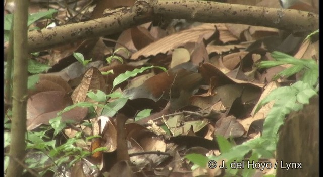 White-crested Laughingthrush - ML201371281