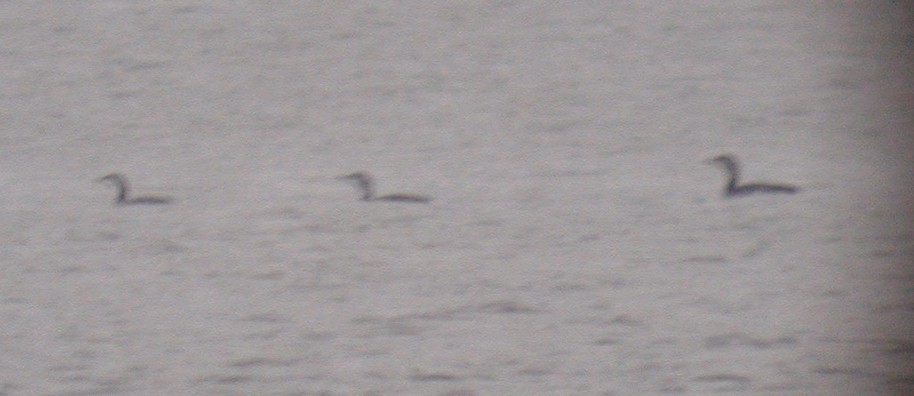 Red-throated Loon - ML20137131